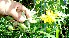  (Crotalaria maypurensis - BioBot10858)  @11 [ ] CreativeCommons - Attribution Non-Commercial Share-Alike (2010) Daniel H. Janzen Guanacaste Dry Forest Conservation Fund
