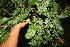  ( - BioBot10862)  @11 [ ] CreativeCommons - Attribution Non-Commercial Share-Alike (2010) Daniel H. Janzen Guanacaste Dry Forest Conservation Fund