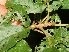  ( - BioBot10862)  @11 [ ] CreativeCommons - Attribution Non-Commercial Share-Alike (2010) Daniel H. Janzen Guanacaste Dry Forest Conservation Fund