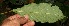  ( - BioBot10862)  @11 [ ] CreativeCommons - Attribution Non-Commercial Share-Alike (2010) Daniel H. Janzen Guanacaste Dry Forest Conservation Fund