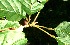  ( - BioBot10865)  @11 [ ] CreativeCommons - Attribution Non-Commercial Share-Alike (2010) Daniel H. Janzen Guanacaste Dry Forest Conservation Fund