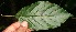  ( - BioBot10865)  @11 [ ] CreativeCommons - Attribution Non-Commercial Share-Alike (2010) Daniel H. Janzen Guanacaste Dry Forest Conservation Fund