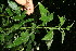  ( - BioBot10873)  @11 [ ] CreativeCommons - Attribution Non-Commercial Share-Alike (2010) Daniel H. Janzen Guanacaste Dry Forest Conservation Fund