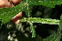  ( - BioBot10873)  @11 [ ] CreativeCommons - Attribution Non-Commercial Share-Alike (2010) Daniel H. Janzen Guanacaste Dry Forest Conservation Fund