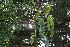  ( - BioBot10886)  @11 [ ] CreativeCommons - Attribution Non-Commercial Share-Alike (2010) Daniel H. Janzen Guanacaste Dry Forest Conservation Fund
