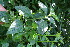  ( - BioBot10887)  @11 [ ] CreativeCommons - Attribution Non-Commercial Share-Alike (2010) Daniel H. Janzen Guanacaste Dry Forest Conservation Fund