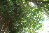  ( - BioBot10903)  @11 [ ] CreativeCommons - Attribution Non-Commercial Share-Alike (2010) Daniel H. Janzen Guanacaste Dry Forest Conservation Fund