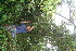  ( - BioBot10933)  @11 [ ] CreativeCommons - Attribution Non-Commercial Share-Alike (2010) Daniel H. Janzen Guanacaste Dry Forest Conservation Fund