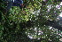  ( - BioBot10935)  @11 [ ] CreativeCommons - Attribution Non-Commercial Share-Alike (2010) Daniel H. Janzen Guanacaste Dry Forest Conservation Fund