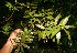  ( - BioBot10935)  @11 [ ] CreativeCommons - Attribution Non-Commercial Share-Alike (2010) Daniel H. Janzen Guanacaste Dry Forest Conservation Fund