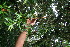  ( - BioBot10937)  @11 [ ] CreativeCommons - Attribution Non-Commercial Share-Alike (2010) Daniel H. Janzen Guanacaste Dry Forest Conservation Fund