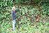  ( - BioBot10961)  @11 [ ] CreativeCommons - Attribution Non-Commercial Share-Alike (2010) Daniel H. Janzen Guanacaste Dry Forest Conservation Fund