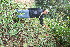  ( - BioBot10961)  @11 [ ] CreativeCommons - Attribution Non-Commercial Share-Alike (2010) Daniel H. Janzen Guanacaste Dry Forest Conservation Fund