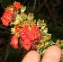  (Kohleria - BioBot10961)  @11 [ ] CreativeCommons - Attribution Non-Commercial Share-Alike (2010) Daniel H. Janzen Guanacaste Dry Forest Conservation Fund