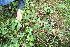  ( - BioBot10963)  @11 [ ] CreativeCommons - Attribution Non-Commercial Share-Alike (2010) Daniel H. Janzen Guanacaste Dry Forest Conservation Fund