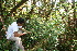  (Psychotria aubletiana - BioBot10976)  @11 [ ] CreativeCommons - Attribution Non-Commercial Share-Alike (2010) Daniel H. Janzen Guanacaste Dry Forest Conservation Fund