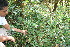  ( - BioBot10976)  @11 [ ] CreativeCommons - Attribution Non-Commercial Share-Alike (2010) Daniel H. Janzen Guanacaste Dry Forest Conservation Fund