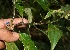 ( - BioBot10976)  @11 [ ] CreativeCommons - Attribution Non-Commercial Share-Alike (2010) Daniel H. Janzen Guanacaste Dry Forest Conservation Fund