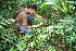 ( - BioBot10979)  @11 [ ] CreativeCommons - Attribution Non-Commercial Share-Alike (2010) Daniel H. Janzen Guanacaste Dry Forest Conservation Fund