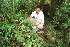  ( - BioBot10980)  @11 [ ] CreativeCommons - Attribution Non-Commercial Share-Alike (2010) Daniel H. Janzen Guanacaste Dry Forest Conservation Fund