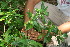  ( - BioBot10980)  @11 [ ] CreativeCommons - Attribution Non-Commercial Share-Alike (2010) Daniel H. Janzen Guanacaste Dry Forest Conservation Fund