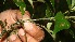  ( - BioBot10980)  @11 [ ] CreativeCommons - Attribution Non-Commercial Share-Alike (2010) Daniel H. Janzen Guanacaste Dry Forest Conservation Fund