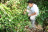  ( - BioBot10982)  @11 [ ] CreativeCommons - Attribution Non-Commercial Share-Alike (2010) Daniel H. Janzen Guanacaste Dry Forest Conservation Fund
