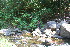  ( - BioBot10990)  @11 [ ] CreativeCommons - Attribution Non-Commercial Share-Alike (2010) Daniel H. Janzen Guanacaste Dry Forest Conservation Fund