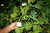  ( - BioBot10990)  @11 [ ] CreativeCommons - Attribution Non-Commercial Share-Alike (2010) Daniel H. Janzen Guanacaste Dry Forest Conservation Fund