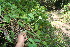  ( - BioBot10996)  @11 [ ] CreativeCommons - Attribution Non-Commercial Share-Alike (2010) Daniel H. Janzen Guanacaste Dry Forest Conservation Fund