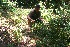  ( - BioBot10999)  @11 [ ] CreativeCommons - Attribution Non-Commercial Share-Alike (2010) Daniel H. Janzen Guanacaste Dry Forest Conservation Fund