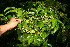  (Coccoloba porphyrostachys - BioBot11022)  @11 [ ] CreativeCommons - Attribution Non-Commercial Share-Alike (2010) Daniel H. Janzen Guanacaste Dry Forest Conservation Fund