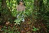  (Palicourea racemosa - BioBot11026)  @11 [ ] CreativeCommons - Attribution Non-Commercial Share-Alike (2010) Daniel H. Janzen Guanacaste Dry Forest Conservation Fund