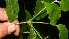  ( - BioBot11027)  @11 [ ] CreativeCommons - Attribution Non-Commercial Share-Alike (2010) Daniel H. Janzen Guanacaste Dry Forest Conservation Fund