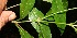  ( - BioBot11028)  @11 [ ] CreativeCommons - Attribution Non-Commercial Share-Alike (2010) Daniel H. Janzen Guanacaste Dry Forest Conservation Fund