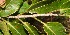  ( - BioBot11030)  @11 [ ] CreativeCommons - Attribution Non-Commercial Share-Alike (2010) Daniel H. Janzen Guanacaste Dry Forest Conservation Fund