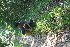  ( - BioBot11037)  @11 [ ] CreativeCommons - Attribution Non-Commercial Share-Alike (2010) Daniel H. Janzen Guanacaste Dry Forest Conservation Fund