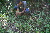  ( - BioBot11041)  @11 [ ] CreativeCommons - Attribution Non-Commercial Share-Alike (2010) Daniel H. Janzen Guanacaste Dry Forest Conservation Fund