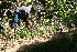  ( - BioBot11042)  @11 [ ] CreativeCommons - Attribution Non-Commercial Share-Alike (2010) Daniel H. Janzen Guanacaste Dry Forest Conservation Fund