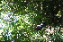  ( - BioBot11048)  @11 [ ] CreativeCommons - Attribution Non-Commercial Share-Alike (2010) Daniel H. Janzen Guanacaste Dry Forest Conservation Fund