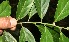  ( - BioBot11048)  @11 [ ] CreativeCommons - Attribution Non-Commercial Share-Alike (2010) Daniel H. Janzen Guanacaste Dry Forest Conservation Fund