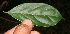  ( - BioBot11048)  @11 [ ] CreativeCommons - Attribution Non-Commercial Share-Alike (2010) Daniel H. Janzen Guanacaste Dry Forest Conservation Fund