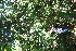  ( - BioBot11049)  @11 [ ] CreativeCommons - Attribution Non-Commercial Share-Alike (2010) Daniel H. Janzen Guanacaste Dry Forest Conservation Fund