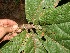  ( - BioBot11049)  @11 [ ] CreativeCommons - Attribution Non-Commercial Share-Alike (2010) Daniel H. Janzen Guanacaste Dry Forest Conservation Fund