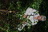  ( - BioBot11053)  @11 [ ] CreativeCommons - Attribution Non-Commercial Share-Alike (2010) Daniel H. Janzen Guanacaste Dry Forest Conservation Fund