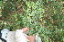 ( - BioBot11056)  @11 [ ] CreativeCommons - Attribution Non-Commercial Share-Alike (2010) Daniel H. Janzen Guanacaste Dry Forest Conservation Fund