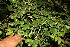  ( - BioBot11056)  @11 [ ] CreativeCommons - Attribution Non-Commercial Share-Alike (2010) Daniel H. Janzen Guanacaste Dry Forest Conservation Fund