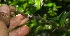  (Rochefortia - BioBot11080)  @11 [ ] CreativeCommons - Attribution Non-Commercial Share-Alike (2010) Daniel H. Janzen Guanacaste Dry Forest Conservation Fund