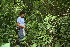  ( - BioBot11122)  @11 [ ] CreativeCommons - Attribution Non-Commercial Share-Alike (2010) Daniel H. Janzen Guanacaste Dry Forest Conservation Fund