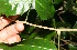  ( - BioBot11123)  @11 [ ] CreativeCommons - Attribution Non-Commercial Share-Alike (2010) Daniel H. Janzen Guanacaste Dry Forest Conservation Fund